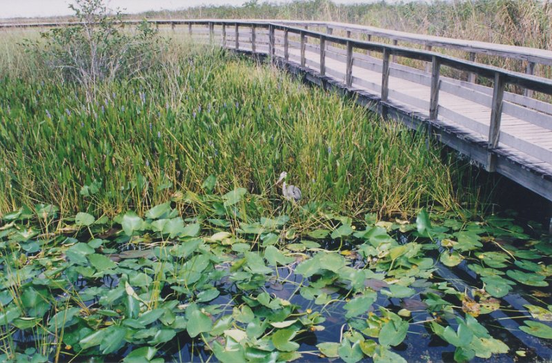 008-Everglades National Park.jpg